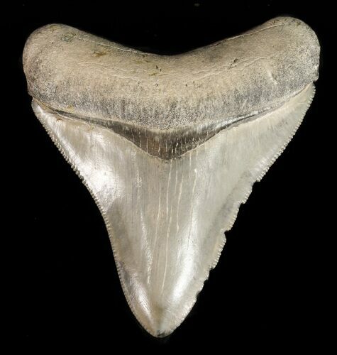 Beautiful, Fossil Megalodon Tooth - Florida #47798